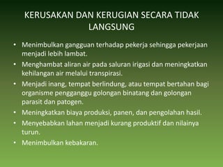 KERUSAKAN DAN KERUGIAN SECARA TIDAK LANGSUNGMenimbulkan gangguan terhadap pekerja sehingga pekerjaan menjadi lebih lambat. Menghambat aliran air pada saluran irigasi dan meningkatkan kehilangan air melalui transpirasi. Menjadi inang, tempat berlindung, atau tempat bertahan bagi organisme pengganggu golongan binatang dan golongan parasit dan patogen. Meningkatkan biaya produksi, panen, dan pengolahan hasil. Menyebabkan lahan menjadi kurang produktif dan nilainya turun. Menimbulkan kebakaran. 
