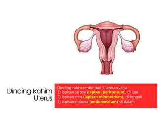 Lapisan dinding rahim yang terdapat pembuluh darah dan lendir disebut