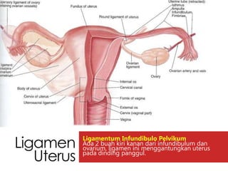 Yang reproduksi merupakan sebagai uterus berfungsi organ wanita Sistem reproduksi