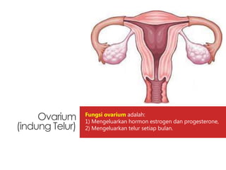 Fungsi ovarium