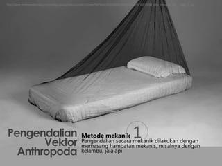 Jala Api Entomologi dan Mikologi | PPTX