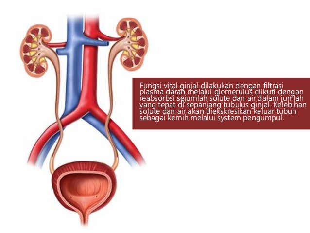 47+ Anatomi Tubuh Manusia Ginjal