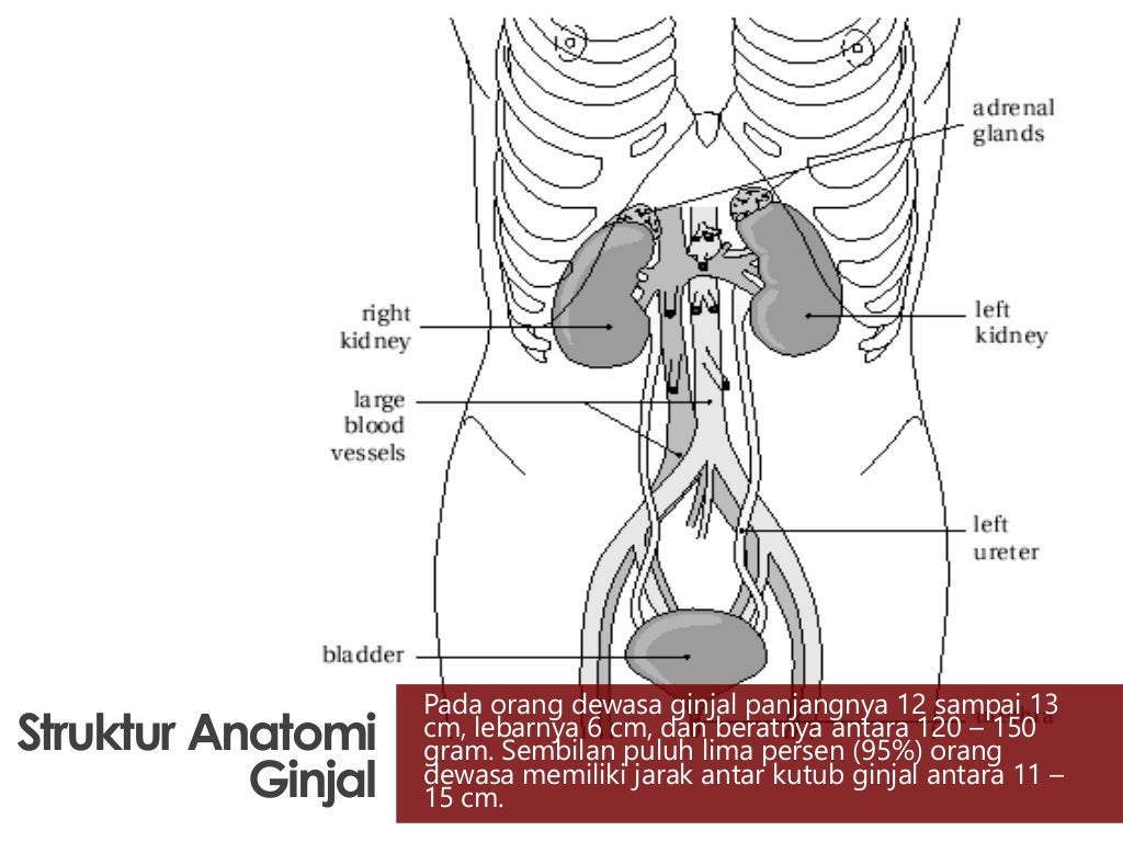 Anatomi dan Fisiologi Ginjal dan Saluran Perkemihan