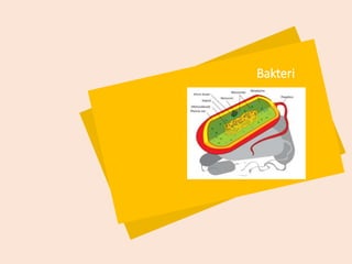 Bakteri
 