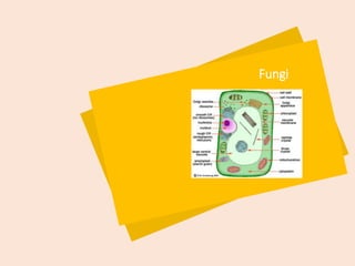 Fungi
 