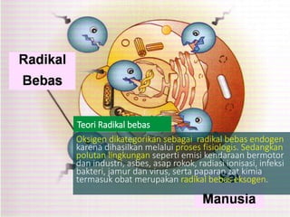Oksigen dikategorikan sebagai radikal bebas endogen
karena dihasilkan melalui proses fisiologis. Sedangkan
polutan lingkungan seperti emisi kendaraan bermotor
dan industri, asbes, asap rokok, radiasi ionisasi, infeksi
bakteri, jamur dan virus, serta paparan zat kimia
termasuk obat merupakan radikal bebas eksogen.
Teori Radikal bebas
 