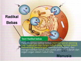 Pada dasarnya radikal bebas memiliki peran penting
bagi kesehatan dan fungsi tubuh yang normal dalam
memerangi peradangan, membunuh bakteri, dan
mengendalikan tonus otot polos pembuluh darah dan
organ-organ dalam tubuh kita.
Teori Radikal bebas
 