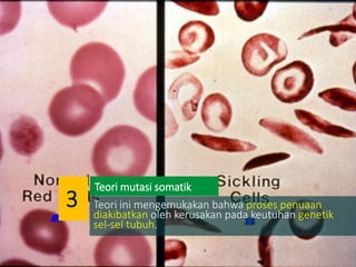 Teori ini mengemukakan bahwa proses penuaan
diakibatkan oleh kerusakan pada keutuhan genetik
sel-sel tubuh.
Teori mutasi somatik
3
 