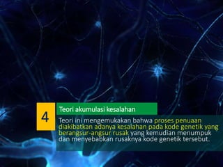 Teori ini mengemukakan bahwa proses penuaan
diakibatkan adanya kesalahan pada kode genetik yang
berangsur-angsur rusak yang kemudian menumpuk
dan menyebabkan rusaknya kode genetik tersebut.
Teori akumulasi kesalahan
4
 