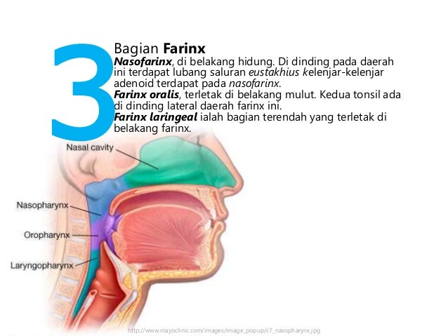 Modul 3 biologi kb 1
