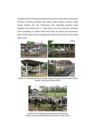 sedangkan pada sisi belakang kandang palungan untuk tempat pakan penguat atau
konsentrat. Kandang kelompok pada bagian depan kandang (terutama tempat
lungan) ditutupi oleh atap. Pembuangan feses dikandang kelompok dapat
dilakukan secara berkala yaitu 3 - 4 kali setahun atau sesuai kebutuhan. Kelebihan
sistem perkandang ini adalah ternak lebih bebas dan adanya rak penyimpanan
pakan kering (seperti jerami) sehingga pakan hijauan kering selalu tersedia untuk
pakan ternak.
Gambar 18. Kandang kelompok beratap sebagian beserta rak penyimpanan pakan
Sumber: Rasyid dan Hartati (2007)
Gambar 19. Kandang dan pengembalaan ternak kerbau
Sumber: Direktorat Pembibitan dan Produksi Ternak (2016)
 