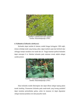 Gambar 6. Gamal (Gliricidia sepium)
Sumber: Reksohadiprodjo (1985)
d. Kaliandra (Calliandra calothrysus)
Kaliandra dapat tumbuh di dataran rendah hingga ketinggian 1500 mdpl,
toleran terhadap tanah yang kurang subur, dapat tumbuh cepat dan berbintil akar
sehingga mampu menahan erosi tanah dan air. Tinggi tanaman (pohon) kaliandra
dapat mencapai 8 m. Manfaat kaliandra pada makanan ternak adalah sebagai
sumber protein.
Gambar 7. Kaliandra (Calliandra calothrysus)
Sumber: Reksohadiprodjo (1985)
Daun kaliandra mudah dikeringkan dan dapat dibuat sebagai tepung pakan
ternak kambing. Penanaman kaliandra pada tanah-tanah yang kurang produktif
dapat menekan pertumbuhan gulma, selain itu tanaman ini dapat digunakan
sebagai tanaman penahan erosi dan penyubur tanah.
 