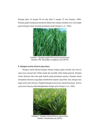 Panjang daun 16 sampai 90 cm dan lebar 8 sampai 35 mm (Sutopo, 1988).
Rumput gajah mempunyai perakaran dalam dan mampu menahan erosi serta dapat
juga berfungsi untuk menutup permukaan tanah (Soegiri et al., 1982).
Gambar 1. Rumput gajah (Pennisetum purpureum)
Sumber: PPL Peternakan wordpress.com (2019)
b. Rumput setaria (Setaria sphacelata)
Rumput setaria dikenal dengan sebutan rumput goden timothy atau Setaria
sphacelata, berasal dari Afrika tropik dan memilki siklus hidup parenial. Rumput
setaria daunnya lebar dan agak berbulu pada permukaan atasnya. Rumput setaria
merupakan tanaman yang dapat membentuk rumpun yang lebat, kuat, dengan atau
tanpa stolon dan rhizoma. Pangkal batangnya berwarna cokelat keemasan. Setaria
sphacelata biasanya dikembangbiakkan dengan pols (Soegiri et al., 1982).
Gambar 2. Rumput setaria (Setaria sphacelata)
Sumber: ilmuternak.com (2019)
 
