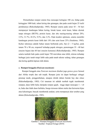 Pertumbuhan rumput setaria bisa mencapai ketingian 180 cm, hidup pada
ketinggian 1000 kaki, tahan kering dan genangan, dan pada curah hujan 25 inchi
pertahunnya (Reksohadiprodjo, 1985). Rumput setaria pada umur 43 - 56 hari
mempunyai kandungan bahan kering, lemak kasar, serat kasar, bahan ekstrak
tanpa nitrogen (BETN), protein kasar, dan abu masing-masing sebesar 20%;
2.5%; 31.7%; 45.2%; 9.5%; dan 2.2%. Pada kondisi optimum, setaria memiliki
kandungan protein kasar lebih dari 18% dan serat kasar 25% (Soedomo, 1985).
Kultur teknisnya adalah bahan tanam berbentuk pols, biji (2 - 5 kg/ha), jarak
tanam 70 x 90 cm, responsif terhadap pupuk nitrogen, pemotongan 35 - 40 hari
(musim hujan) dan 60 hari (musim kemarau) (Reksohadiprodjo, 1985). Rumput
setaria tumbuh baik pada curah hujan 750 mm/tahun atau lebih, toleran terhadap
berbagai jenis tanah tetapi lebih suka pada tanah tekstur sedang, tahan genangan
dan kering apabila lapisan olah dalam.
c. Rumput benggala (Panicum maximum)
Rumput benggala atau Panicum maximum disebut juga guinea grass berasal
dari Afrika tropik dan sub tropik. Rumput jenis ini dapat berfungsi sebagai
penutup tanah, penggembalaan, ataupun diolah dalam bentuk hay dan silase
(Reksohadiprodjo, 1985). Ciri tanaman ini adalah tumbuh tegak membentuk
rumpun, daun lebih halus daripada rumput gajah, tinggi dapat mencapai 1 - 1,8
m, buku dan lidah daun berbuku, bunga tersusun dalam malai dan berwarna hijau
atau kekuningan, banyak membentuk anakan, serta mempunyai akar serabut yang
dalam (Reksohadiprodjo, 1985).
Gambar 3. Rumput benggala (Panicum maximum)
Sumber: Tropical Forage (2019)
 