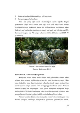 16
2 Usaha perkembangbiakan sapi (cow calf operation)
3 Sapi potong pola berkembang
Jenis sapi yang tepat dalam dikembangkan secara terpadu dengan
perkebunan kelapa sawit adalah jenis sapi lokal. Sapi lokal telah mampu
beradaptasi dengan lingkungan sekitar dan terbiasa dengan keterbatasan pakan
baik dari segi kualitas dan kuantitasnya, seperti sapi aceh, sapi bali, dan sapi PO.
Penerapan integrasi sapi PO dengan kebun sawit telah dilakukan oleh PTPN IV
(Gambar 5).
Gambar 5. Integrasi sawit-sapi PTPN IV
Sumber: Khairunnas (2018)
Pakan Ternak Asal Industri Kelapa Sawit
Komponen utama dalam suatu sistem usaha peternakan adalah pakan
sebagai faktor penentu produktivitas, selain dari mutu bibit dan penyakit. Pakan
yang berkualitas harus dapat memenuhi kebutuhan ternak supaya produktivitas
dapat tercapai dengan optimal tanpa mengganggu kesehatan ternak. Menurut
Mathius (2008) dan Tangendjaja (2009), pakan merupakan komponen biaya
tertinggi (60 - 70%) dari keseluruhan biaya pemeliharaan ternak, sehingga arah
pengembangan teknologi produksi adalah meningkatkan efisiensi pakan.
Adanya kesulitan dalam penyediaan pakan secara berkesinambungan, baik
kualitas maupun jumlahnya, menyebabkan penurunan produktivitas ternak.
 