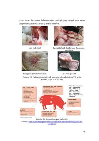 24
organ, tissue, dan system. Beberapa gejala patologis yang nampak pada ternak
yang terserang mikotoksin tersaji pada Gambar 48.
Lesi pada lidah Lesi pada lidah dan larynge dan mukus
mandibula
Gangguan pertumbuhan bulu Lesi pada gizzard
Gambar 18. Gejala patologis ternak terserang mikotoksin jenis T-2 toxin
Sumber: Agus et al. (2014)
Gambar 19. Efek mikotoksin pada babi
Sumber: http://www.thepigsite.com/focus/biomin/3946/biomin-mycotoxins-
symptoms
 