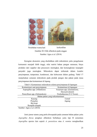 25
Perubahan warna hati kerkerdilan
Gambar 20. Efek aflatoksin pada unggas
Sumber: Agus et al. (2014)
Kerugian ekonomis yang disebabkan oleh mikotoksin yaitu pengeluaran
konsumen menjadi lebih tinggi, nilai nutrisi bahan pangan menurun, biaya
produksi dari supplier dan processors meningkat, dan kemungkinan terjangkit
penyakit juga meningkat. Mikotoksin dapat terbentuk dalam kondisi
penyimpanan, temperatur, kondensasi, dan kebocoran dalam gudang. Tabel 17
menjelaskan cemaran mikotoksin pada produk pangan dan pakan pada masa
penyimpanan dan kontaminasi di lapang.
Tabel 4. Kontaminasi mikotoksin selama penyimpanan di lapangan
Kontaminasi saat penyimpanan Kontaminasi di lapangan
Aspergillus spp. (Aflatoksin) Fusarium spp. (Zearalenone,
Deoxynivalenol)
Penicillium spp. (Ochratoksin) Trichothecene (T-2 Toxin)
Bahan pakan yang terkontaminasi
Kacang Cereal
Pistachio Jagung
Biji kopi
Rempah-rempah
Sumber: Agus et al. (2014)
Jenis jamur utama yang perlu diwaspadai pada cemaran bahan pakan yaitu
Aspergillus flavus penghasi aflatoksin berbahaya yaitu tipe B sementara
Aspergillus spesies lain seperti A. parasiticus atau A. nomius menghasilkan
 