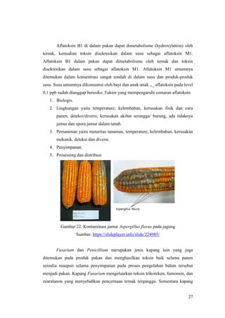 27
Aflatoksin B1 di dalam pakan dapat dimetabolisme (hydroxylation) oleh
ternak, kemudian toksin disekresikan dalam susu sebagai aflatoksin M1.
Aflatoksin B1 dalam pakan dapat dimetabolisme oleh ternak dan toksin
disekresikan dalam susu sebagai aflatoksin M1. Aflatoksin M1 umumnya
ditemukan dalam konsentrasi sangat rendah di dalam susu dan produk-produk
susu. Susu umumnya dikonsumsi oleh bayi dan anak-anak „_ aflatoksin pada level
0,1 ppb sudah dianggap beresiko. Faktor yang mempengaruhi cemaran aflatoksin
1. Biologis.
2. Lingkungan yaitu temperature, kelembaban, kerusakan fisik dan cara
panen, deteksi/diversi, kerusakan akibat serangga/ burung, ada tidaknya
jamur dan spora jamur dalam tanah.
3. Pemanenan yaitu maturitas tanaman, temperature, kelembaban, kerusakan
mekanik, deteksi dan diversi.
4. Penyimpanan.
5. Prosessing dan distribusi
Gambar 22. Kontaminasi jamur Aspergillus flavus pada jagung
Sumber: https://slideplayer.info/slide/224985/
Fusarium dan Penicillium merupakan jenis kapang lain yang juga
ditemukan pada produk pakan dan menghasilkan toksin baik selama panen
serealia maupun selama penyimpanan pada proses pengolahan bahan tersebut
menjadi pakan. Kapang Fusarium mengeluarkan toksin trikoteken, fumonsin, dan
zearalanon yang menyebabkan pencernaan ternak terganggu. Sementara kapang
 
