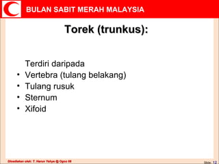 Torek (trunkus): Terdiri daripada Vertebra (tulang belakang) Tulang rusuk Sternum Xifoid 
