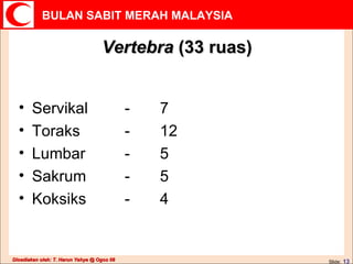 Vertebra  (33 ruas) Servikal - 7 Toraks - 12 Lumbar - 5 Sakrum - 5 Koksiks - 4 