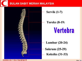 Servik (1-7) Toreks (8-19 ) Lumbar (20-24) Sakrum (25-29) Koksiks (31-33) Vertebra 