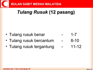 Tulang Rusuk  (12 pasang) Tulang rusuk benar - 1-7 Tulang rusuk bercantum - 8-10 Tulang rusuk tergantung - 11-12 