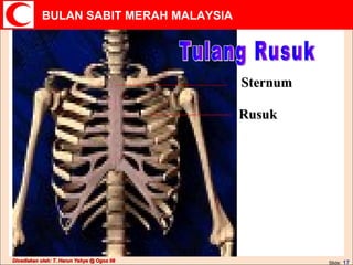 Tulang Rusuk Rusuk Sternum 