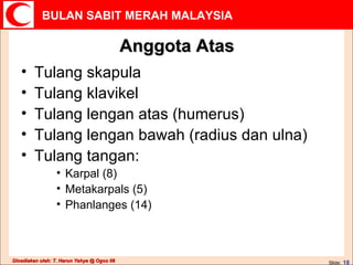 Anggota Atas Tulang skapula Tulang klavikel Tulang lengan atas (humerus) Tulang lengan bawah (radius dan ulna) Tulang tangan: Karpal (8) Metakarpals (5) Phanlanges (14) 