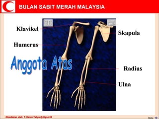 Anggota Atas Klavikel Skapula Ulna Radius Humerus 