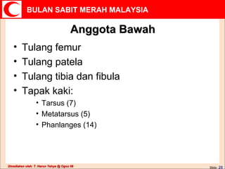 Anggota Bawah Tulang femur Tulang patela Tulang tibia dan fibula Tapak kaki: Tarsus (7) Metatarsus (5) Phanlanges (14) 