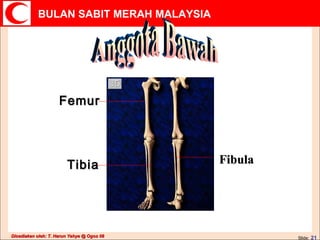 Anggota Bawah Femur Tibia Fibula 