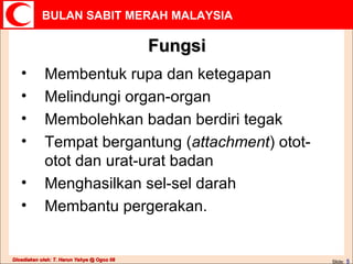 Fungsi Membentuk rupa dan ketegapan Melindungi organ-organ Membolehkan badan berdiri tegak Tempat bergantung ( attachment ) otot-otot dan urat-urat badan Menghasilkan sel-sel darah Membantu pergerakan. 