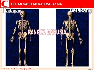 RANGKA MANUSIA ` Hadapan Belakang 