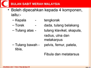 Boleh dipecahkan kepada 4 komponen, iaitu:- Kepala - tengkorak Torek - dada, tulang belakang Tulang atas - tulang klavikel, skapula, radius, ulna dan  metakarpus Tulang bawah - pelvis, femur, patela, tibia, Fibula dan metatarsus 
