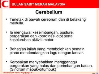 Cerebellum Terletak di bawah cerebrum dan di belakang medulla. Ia mengawal keseimbangan, posture, pergerakan dan koordinasi otot serta keseluruhan aktiviti motor. Bahagian inilah yang membolehkan pemain piano mendendangkan lagu dengan lancar. Kerosakan menyebabkan mengganggu pergerakan yang halus dan perimbangan badan. (Sindrom mabuk-ditumbuk) 