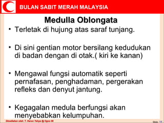 Medulla Oblongata Terletak di hujung atas saraf tunjang.  Di sini gentian motor bersilang kedudukan di badan dengan di otak.( kiri ke kanan) Mengawal fungsi automatik seperti pernafasan, penghadaman, pergerakan refleks dan denyut jantung. Kegagalan medula berfungsi akan menyebabkan kelumpuhan. 