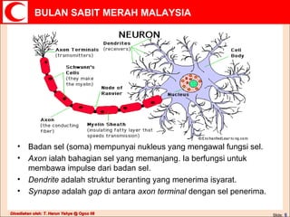 Badan sel (soma) mempunyai nukleus yang mengawal fungsi sel. Axon  ialah bahagian sel yang memanjang. Ia berfungsi untuk membawa impulse dari badan sel. Dendrite  adalah struktur beranting yang menerima isyarat. Synapse  adalah  gap  di antara  axon terminal  dengan sel penerima.  
