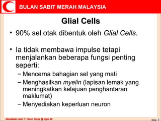 Glial Cells 90% sel otak dibentuk oleh  Glial Cells .  Ia tidak membawa impulse tetapi menjalankan beberapa fungsi penting seperti: Mencerna bahagian sel yang mati Menghasilkan  myelin  (lapisan lemak yang meningkatkan kelajuan penghantaran maklumat) Menyediakan keperluan neuron 