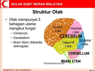 Struktur Otak Otak mempunyai 3 bahagian utama mengikut fungsi: Cerebrum Cerebellum Brain Stem (Medulla oblongata) 