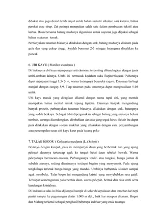 dibakar atau juga diolah lebih lanjut untuk bahan industri alkohol, sari karotin, bahan
perekat atau sirup. Zat patinya merupakan salah satu dalam pembuatan tekstil atau
kertas. Daun bersama batang mudanya digunakan untuk sayuran juga dipakai sebagai
bahan makanan ternak.
Perbanyakan tanaman biasanya dilakukan dengan stek, batang mudanya ditanam pada
gulu dan yang cukup tinggi. Setelah berumur 2-3 minggu batangnya dinaikkan ke
puncak.
6. UBI KAYU ( Manihot esculenta )
Di Indonesia ubi kayu mempunyai arti ekonomi terpenting dibandingkan dengan jenis
umbi-umbian lainnya. Umbi ini termasuk kedalam suku Euphorbiaceae. Pohonnya
dapat mencapai tinggi 1,5- 5 m, warna batangnya beraneka ragam. Daunnya berbagi
menjari dengan cangap 5-9. Tiap tanaman pada umumnya dapat menghasilkan 5-10
umbi.
Ubi kayu masak yang diragikan dikenal dengan nama tapai ubi, yang mentah
merupakan bahan mentah untuk tepung tapioka. Daunnya banyak mengandung
banyak protein, perbanyakan tanaman biasanya dilakukan dengan stek, batangnya
yang sudah berkayu. Sebagai bibit dipergunakan sebagai batang yang matanya belum
tumbuh, caranya dicondongkan, direbahkan dan ada yang tegak lurus. Selain itu dapat
pula dilakukan dengan sistem mukibat yang dilakukan dengan cara penyambungan
atau penempelan tunas ubi kayu karet pada batang poko
7. TALAS BOGOR ( Colocasia esculenta (L.) Schott )
Bedanya dengan kimpul, jenis ini mempunyai daun yang berbentuk hati yang ujung
pelepah daunnya tertancap agak ke tengah helai daun sebelah bawah. Warna
pelepahnya bermacam-macam. Perbungaanya terdiri atas tangkai, bunga jantan di
sebelah atasnya, sedang diantaranya terdapat bagian yang menyempit. Pada ujung
tongkolnya terletak bunga-bunga yang mandul. Umbinya berbentuk silinder sampai
agak membulat. Talas bogor ini mengandung kristal yang menyebabkan rasa gatal.
Terdapat keaneragaman pada bentuk daun, warna pelepah, bentuk dan rasa umbi serta
kandungan kristalnya.
Di Indonesia talas ini bisa dijumpai hampir di seluruh kepulauan dan tersebar dari tepi
pantai sampai ke pegunungan diatas 1.000 m dpl., baik liar maupun ditanam. Bogor
dan Malang terkenal sebagai penghasil beberapa kultivar yang enak rasanya
 