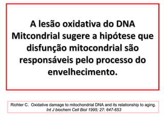 A lesão oxidativa do DNA
Mitcondrial sugere a hipótese que
disfunção mitocondrial são
responsáveis pelo processo do
envelhecimento.
Richter C. Oxidative damage to mitochondrial DNA and its relationship to aging.
Int J biochem Cell Biol 1995; 27: 647-653

 