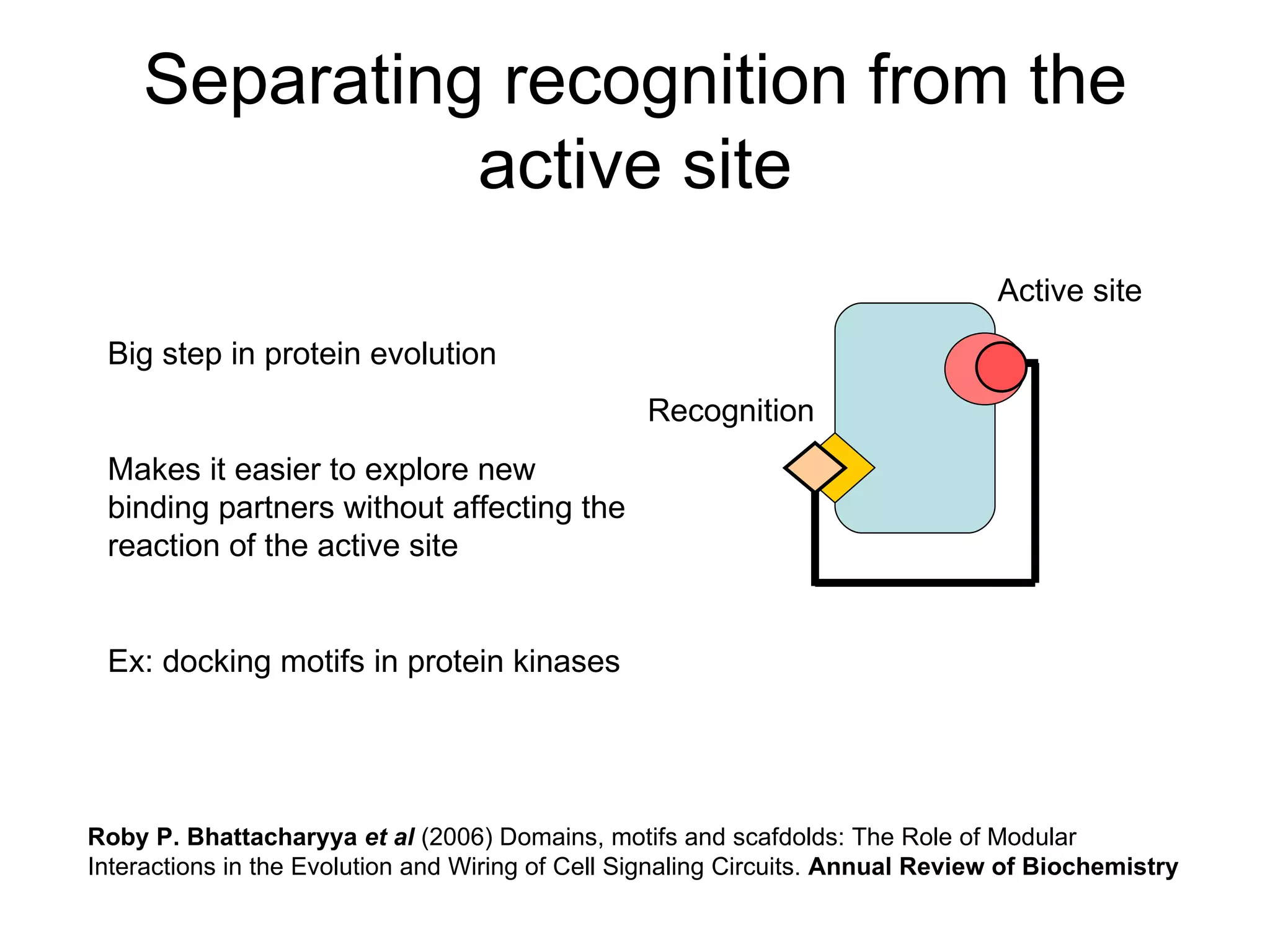 Separating recognition from the active site Big step in protein evolution Makes it easier to explore new binding partners without affecting the reaction of the active site Ex: docking motifs in protein kinases  Roby P. Bhattacharyya  et al  (2006) Domains, motifs and scafdolds: The Role of Modular Interactions in the Evolution and Wiring of Cell Signaling Circuits.  Annual Review of Biochemistry Recognition Active site 