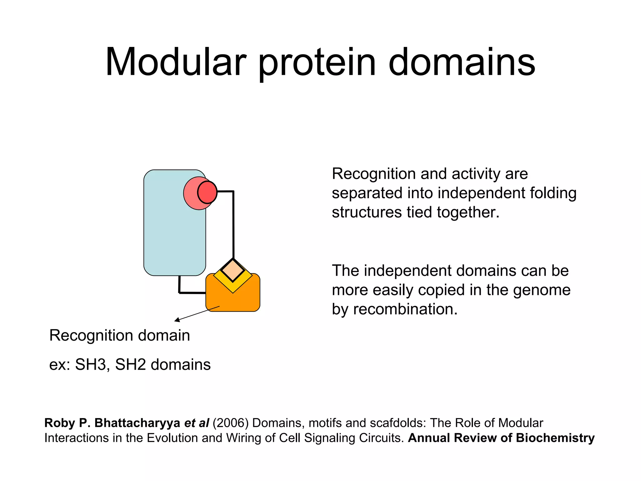 Modular protein domains Recognition and activity are separated into independent folding structures tied together. The independent domains can be more easily copied in the genome by recombination. Recognition domain ex: SH3, SH2 domains Roby P. Bhattacharyya  et al  (2006) Domains, motifs and scafdolds: The Role of Modular Interactions in the Evolution and Wiring of Cell Signaling Circuits.  Annual Review of Biochemistry 