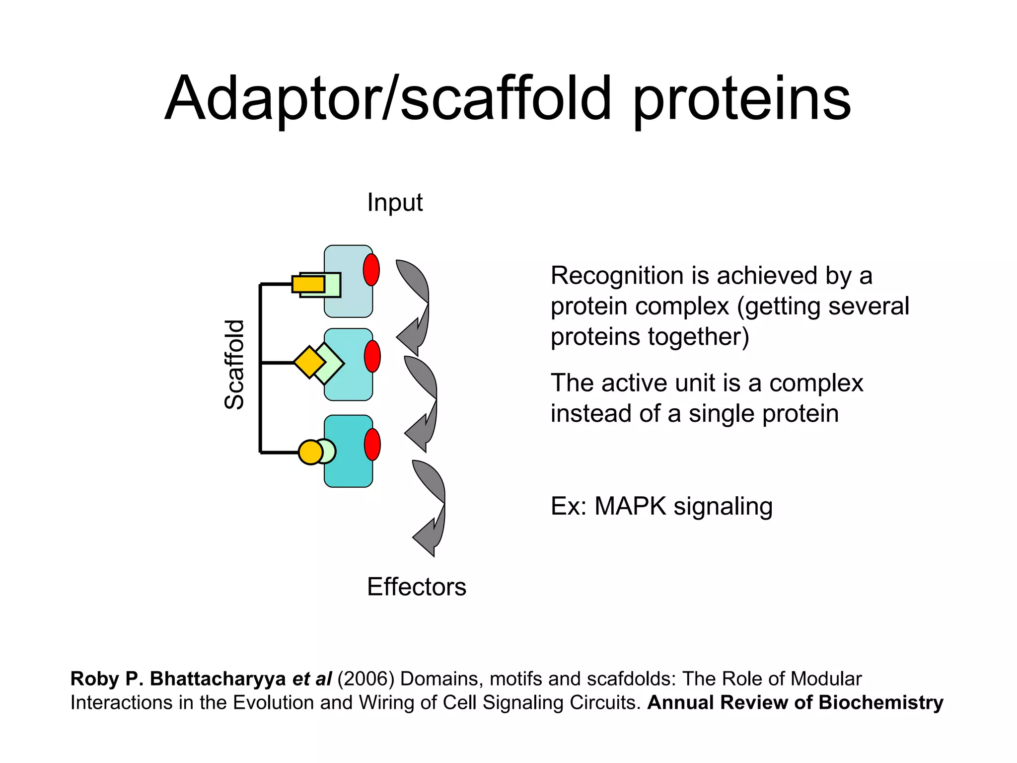 Adaptor/scaffold proteins Recognition is achieved by a protein complex (getting several proteins together) The active unit is a complex instead of a single protein Ex: MAPK signaling  Effectors Input Roby P. Bhattacharyya  et al  (2006) Domains, motifs and scafdolds: The Role of Modular Interactions in the Evolution and Wiring of Cell Signaling Circuits.  Annual Review of Biochemistry Scaffold 