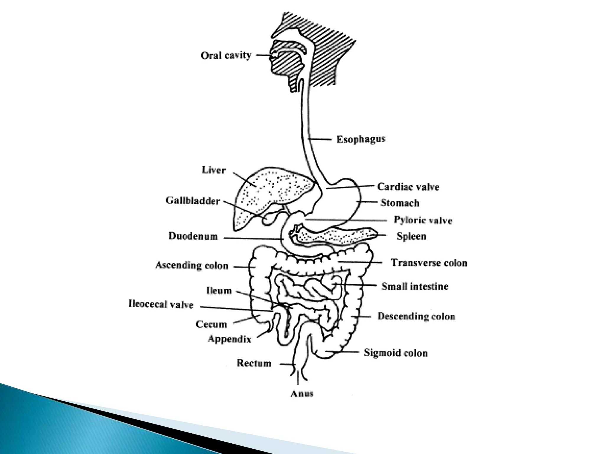 Modulation of GI transit time PPT