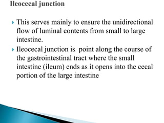 This serves mainly to ensure the unidirectional
flow of luminal contents from small to large
intestine.
 Ileocecal junction is point along the course of
the gastrointestinal tract where the small
intestine (ileum) ends as it opens into the cecal
portion of the large intestine
 