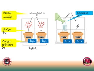 ຕ
ົ ວປ
່ ຽນ:
#ເມ
ັ ດພ
ື ດ
ຕ
ົ ວປ
່ ຽນ:
ຊະນ
ິ ດຂອງ
ໂຖ
ຕ
ົ ວປ
່ ຽນ:
ດ
ິ ນ
ຕ
ົ ວປ
່ ຽນດຽວ:
ນ
້ າ!
ໂຖ A ໂຖ B ໂຖ A ໂຖ B
ແກ
່ ນໝາກຖ
ົ່ ວ10ເມ
ັ ດຕ
່
ໂຖ
ໂຖຄ
ື ກ
ັ ນ
 
