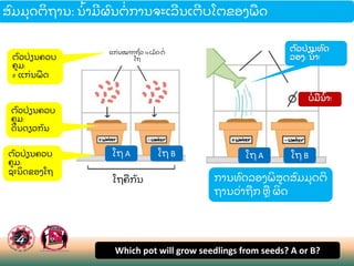 ຕ
ົ ວປ
່ ຽນຄວບ
ຄມ:
# ແກ
່ ນພ
ື ດ
ຕ
ົ ວປ
່ ຽນຄວບ
ຄມ:
ຊະນ
ິ ດຂອງໂຖ
ຕ
ົ ວປ
່ ຽນຄວບ
ຄມ:
ດນດຽວກ
ັ ນ
ຕ
ົ ວປ
່ ຽນທ
ົ ດ
ລອງ: ນ
້ າ!
ໂຖ A ໂຖ B ໂຖ A ໂຖ B
ການທ
ົ ດລອງພ
ິ ສດສ
ົ ມມ
ຸ ດຕ
ິ
ຖານວ
່ າຖ
ື ກ ຫ
ື ຜ
ິ ດ
ສ
ົ ມມ
ຸ ດຕ
ິ ຖານ: ນ
້ າມຜ
ົ ນຕ
່ ການຈະເລນເຕບໂຕຂອງພ
ື ດ
ບ
່ ມນ
້ າ!
Which pot will grow seedlings from seeds? A or B?
ໂຖຄ
ື ກ
ັ ນ
ແກ
່ ນໝາກຖ
ົ່ ວ10ເມ
ັ ດຕ
່
ໂຖ
 
