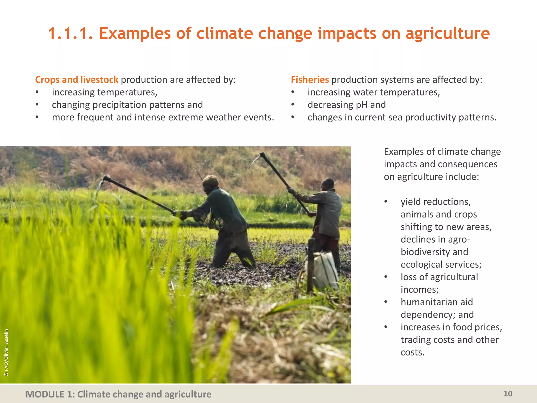 MODULE 1: Climate change and agriculture
1.1.1. Examples of climate change impacts on agriculture
10
Crops and livestock production are affected by:
• increasing temperatures,
• changing precipitation patterns and
• more frequent and intense extreme weather events.
Fisheries production systems are affected by:
• increasing water temperatures,
• decreasing pH and
• changes in current sea productivity patterns.
Examples of climate change
impacts and consequences
on agriculture include:
• yield reductions,
animals and crops
shifting to new areas,
declines in agro-
biodiversity and
ecological services;
• loss of agricultural
incomes;
• humanitarian aid
dependency; and
• increases in food prices,
trading costs and other
costs.
©FAO/OlivierAsselin
 