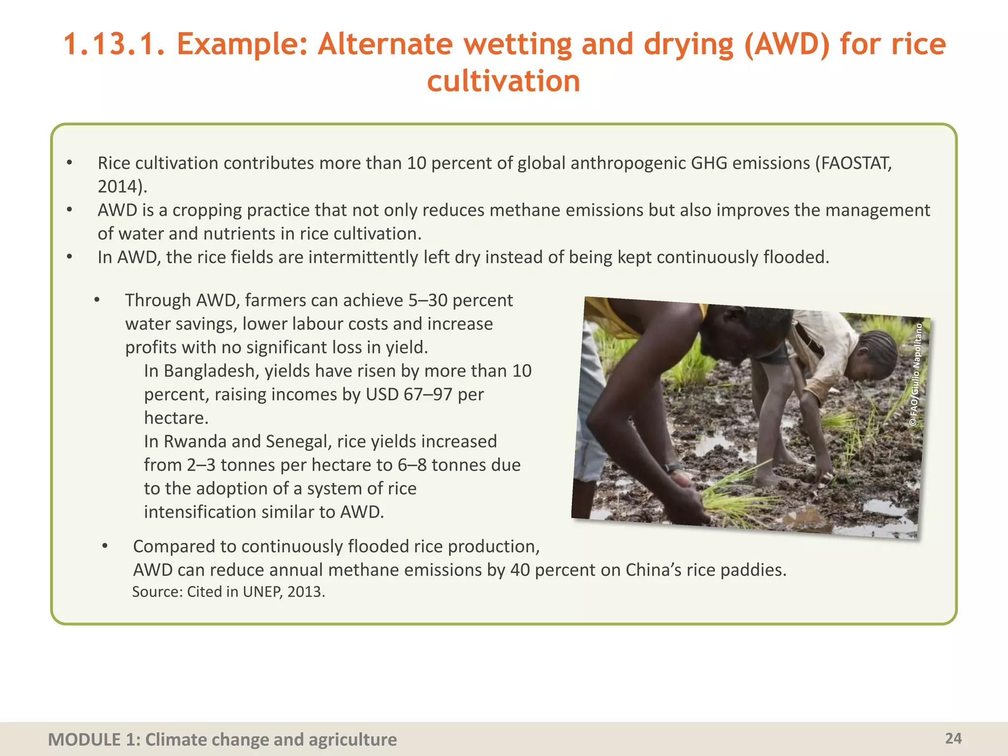 MODULE 1: Climate change and agriculture
1.13.1. Example: Alternate wetting and drying (AWD) for rice
cultivation
24
• Rice cultivation contributes more than 10 percent of global anthropogenic GHG emissions (FAOSTAT,
2014).
• AWD is a cropping practice that not only reduces methane emissions but also improves the management
of water and nutrients in rice cultivation.
• In AWD, the rice fields are intermittently left dry instead of being kept continuously flooded.
• Through AWD, farmers can achieve 5–30 percent
water savings, lower labour costs and increase
profits with no significant loss in yield.
In Bangladesh, yields have risen by more than 10
percent, raising incomes by USD 67–97 per
hectare.
In Rwanda and Senegal, rice yields increased
from 2–3 tonnes per hectare to 6–8 tonnes due
to the adoption of a system of rice
intensification similar to AWD.
• Compared to continuously flooded rice production,
AWD can reduce annual methane emissions by 40 percent on China’s rice paddies.
Source: Cited in UNEP, 2013.
 